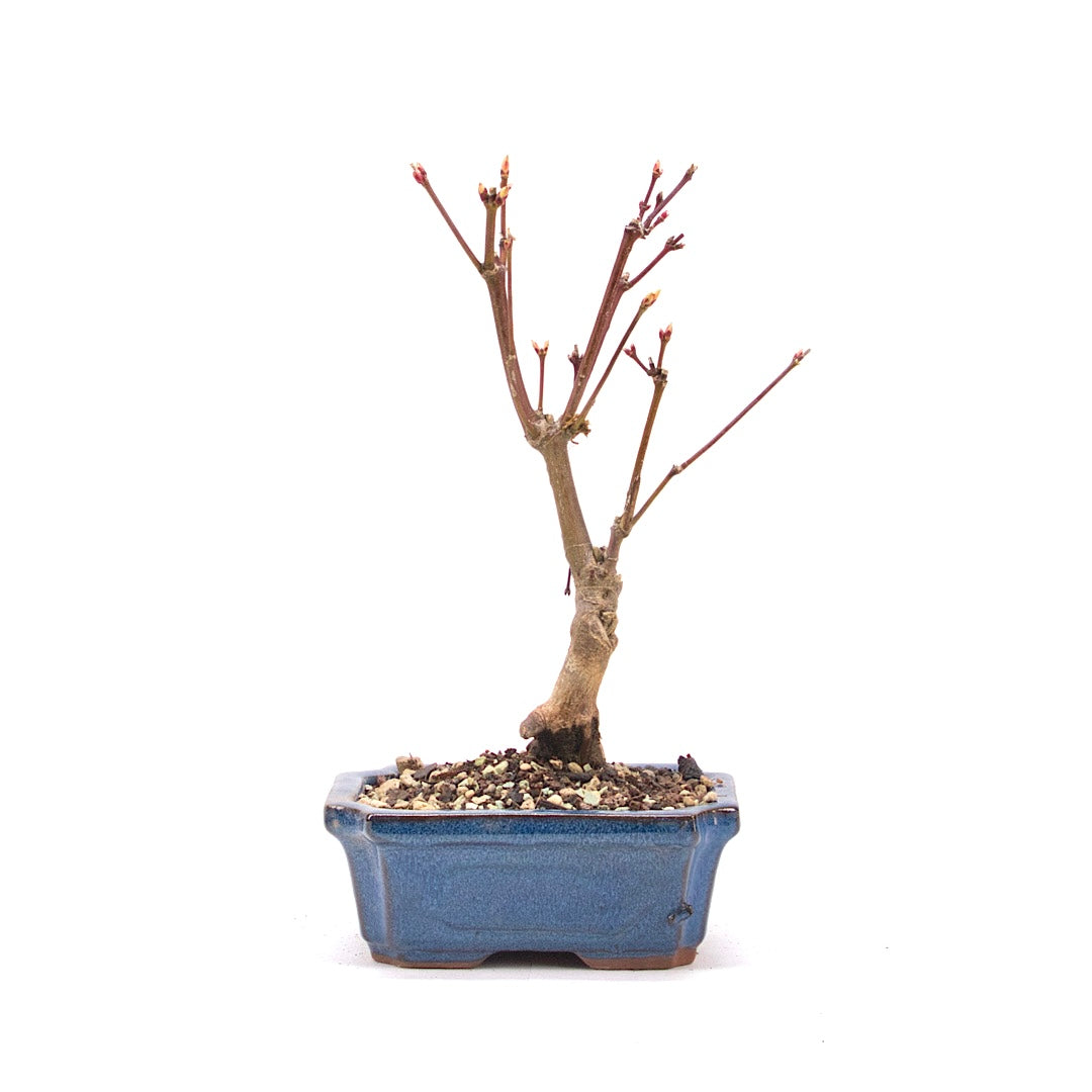 Fächer-Ahorn 'Acer palmatum 'Deshojo'